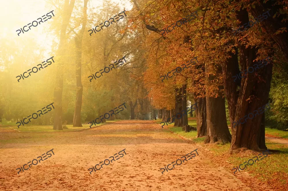 دانلود عکس جنگل پاییزی زیر نور خورشید