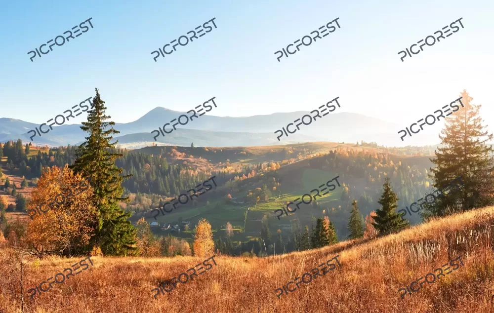 دانلود عکس جنگل توس در یک بعد از ظهر آفتابی