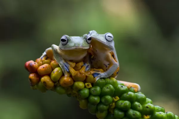 دانلود عکس دو قورباغه درختی در کنار یکدیگر روی یک شاخه درخت